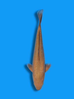 Doitsu Chagoi | Koi&Co.